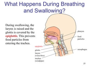 21
During swallowing, the
larynx is raised and the
glottis is covered by the
epiglottis. This prevents
food particles from
entering the trachea.
pharynx
trachea
(windpipe)
oesophagus
glottis
epiglottis
food
particles
larynx
(voice-box)
What Happens During Breathing
and Swallowing?
 