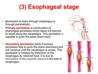(3) Esophageal stage
• Movement of bolus through esophagus is
through peristalsists:
• Primary peristalsis is continuation of
pharyngeal peristalsis which takes 5-9 second
to travel along the esophagus. This peristalsis is
capable to push the bolus down ward.
• Secondary peristalsis starts if primary
peristalsis fails to push the bolus downward and
will continue until the esophagus is empty. This
peristalsis is initiated by distention of the
esophagus by retained food. It is due to
stimulation of the myentric plexus in the wall of
esophagus.
 