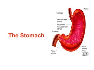The Stomach
 