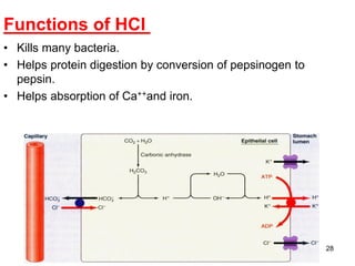 28
Functions of HCl
• Kills many bacteria.
• Helps protein digestion by conversion of pepsinogen to
pepsin.
• Helps absorption of Ca++and iron.
 