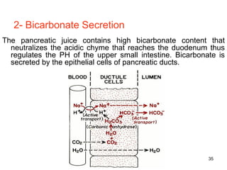 35
2- Bicarbonate Secretion
The pancreatic juice contains high bicarbonate content that
neutralizes the acidic chyme that reaches the duodenum thus
regulates the PH of the upper small intestine. Bicarbonate is
secreted by the epithelial cells of pancreatic ducts.
 