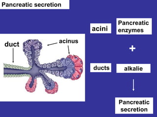 Pancreatic secretion
acinus
duct
acini
Pancreatic
enzymes
ducts alkalie
+
Pancreatic
secretion
 