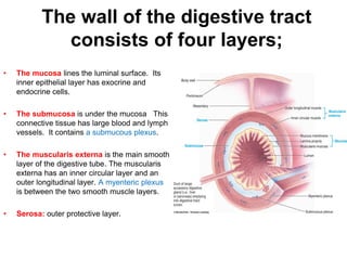 The wall of the digestive tract
consists of four layers;
• The mucosa lines the luminal surface. Its
inner epithelial layer has exocrine and
endocrine cells.
• The submucosa is under the mucosa This
connective tissue has large blood and lymph
vessels. It contains a submucous plexus.
• The muscularis externa is the main smooth
layer of the digestive tube. The muscularis
externa has an inner circular layer and an
outer longitudinal layer. A myenteric plexus
is between the two smooth muscle layers.
• Serosa: outer protective layer.
 