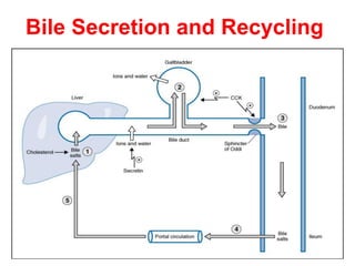 Bile Secretion and Recycling
 