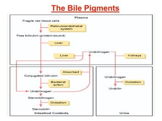 The Bile Pigments
 