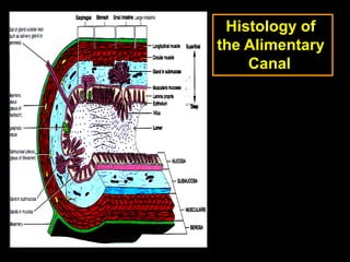 5
Histology of
the Alimentary
Canal
 