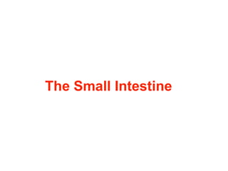 The Small Intestine
 