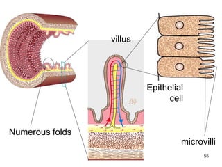 55
villus
Numerous folds
Epithelial
cell
microvilli
 
