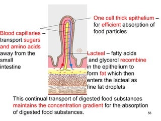 56
Lacteal – fatty acids
and glycerol recombine
in the epithelium to
form fat which then
enters the lacteal as
fine fat droplets
Blood capillaries –
transport sugars
and amino acids
away from the
small
intestine
One cell thick epithelium –
for efficient absorption of
food particles
This continual transport of digested food substances
maintains the concentration gradient for the absorption
of digested food substances.
 