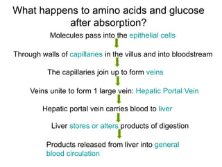 What happens to amino acids and glucose
after absorption?
Products released from liver into general
blood circulation
Molecules pass into the epithelial cells
Through walls of capillaries in the villus and into bloodstream
The capillaries join up to form veins
Veins unite to form 1 large vein: Hepatic Portal Vein
Hepatic portal vein carries blood to liver
Liver stores or alters products of digestion
 