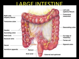 LARGE INTESTINE
 