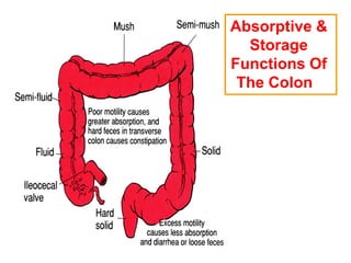 Absorptive &
Storage
Functions Of
The Colon
 