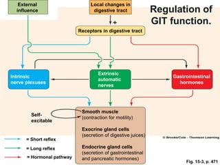 Fig. 15-3, p. 471
External
influence
Local changes in
digestive tract
Receptors in digestive tract
Intrinsic
nerve plexuses
Extrinsic
automatic
nerves
Gastrointestinal
hormones
Smooth muscle
(contraction for motility)
Exocrine gland cells
(secretion of digestive juices)
Endocrine gland cells
(secretion of gastrointestinal
and pancreatic hormones)
Self-
excitable
= Short reflex
= Long reflex
= Hormonal pathway
Regulation of
GIT function.
 