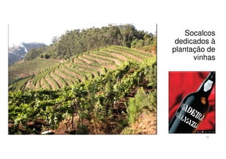 Socalcos
dedicados à
plantação de
vinhas

10

 