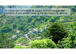 O intenso aproveitamento do espaço com a construção dos
socalcos. A uma altitude média, já são abundantes as árvores.

11

 