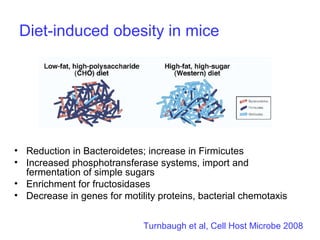 Diet-induced obesity in mice
• Reduction in Bacteroidetes; increase in Firmicutes
• Increased phosphotransferase systems, import and
fermentation of simple sugars
• Enrichment for fructosidases
• Decrease in genes for motility proteins, bacterial chemotaxis
Turnbaugh et al, Cell Host Microbe 2008
 