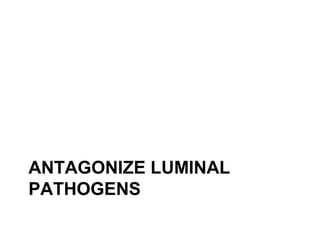 ANTAGONIZE LUMINAL
PATHOGENS
 