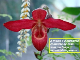 A morte é a mudança
completa de casa
sem mudança
essencial da pessoa.
 