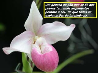 Um pedaço de pão que se dê aos
pobres tem mais argumentos
perante a Lei, do que todas as
explanações da inteligência.
 