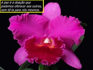 A paz é a doação que
podemos oferecer aos outros,
sem tê-la para nós mesmos.
 