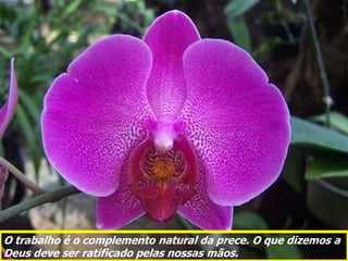 O trabalho é o complemento natural da prece. O que dizemos a
Deus deve ser ratificado pelas nossas mãos.
 