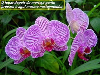 O lugar depois da morte a gente
prepara é aqui mesmo neste mundo.
 