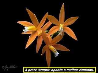 A prece sempre aponta o melhor caminho.
 