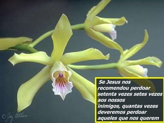 Se Jesus nos
recomendou perdoar
setenta vezes setes vezes
aos nossos
inimigos, quantas vezes
deveremos perdoar
aqueles que nos querem
 