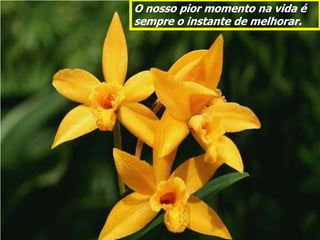 O nosso pior momento na vida é
sempre o instante de melhorar.
 