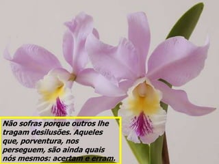 Não sofras porque outros lhe
tragam desilusões. Aqueles
que, porventura, nos
perseguem, são ainda quais
nós mesmos: acertam e erram.
 