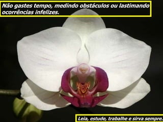 Não gastes tempo, medindo obstáculos ou lastimando
ocorrências infelizes.




                         Leia, estude, trabalhe e sirva sempre.
 