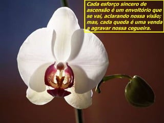 Cada esforço sincero de
ascensão é um envoltório que
se vai, aclarando nossa visão;
mas, cada queda é uma venda
a agravar nossa cegueira.
 