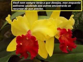 Você nem sempre terás o que desejas, mas enquanto
estiveres ajudando aos outros encontrarás os
recursos de que precise.
 