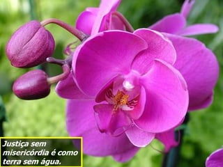 Justiça sem
misericórdia é como
terra sem água.
 