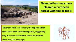 Neanderthals may have
cleared a European
forest with fire or tools
Neumark-Nord in Germany, the region had far
fewer trees than surrounding areas, suggesting
they may have cleared the forest on purpose -
about 125,000 years ago
 