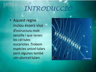 INTRODUCCIÓ
• Aquest regne
  inclou éssers vius
  d’estructura molt
  senzilla i que tenen
  les cèl·lules
  eucariotes .Trobem
  espècies unicel·lulars
  però algunes també
  són pluricel·lulars .
 