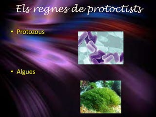 Els regnes de protoctists

• Protozous




• Algues
 