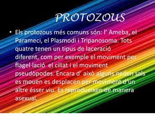 PROTOZOUS
• Els protozous més comuns són: l’ Ameba, el
  Parameci, el Plasmodi i Tripanosoma. Tots
  quatre tenen un tipus de laceració
  diferent, com per exemple el moviment per
  flagel·lació el ciliat i el moviment
  pseudòpodes. Encara d’ això alguns neden sals
  es mouen es desplacen per moviment d’un
  altre ésser viu. Es reprodueixen de manera
  asexual.
 