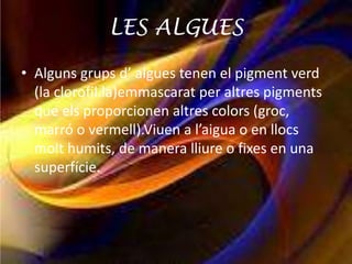 LES ALGUES

• Alguns grups d’ algues tenen el pigment verd
  (la clorofil.la)emmascarat per altres pigments
  que els proporcionen altres colors (groc,
  marró o vermell).Viuen a l’aigua o en llocs
  molt humits, de manera lliure o fixes en una
  superfície.
 