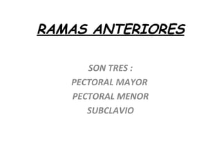 RAMAS ANTERIORES SON TRES : PECTORAL MAYOR  PECTORAL MENOR SUBCLAVIO 