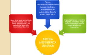 ARTERIA
MESENTERICA
SUPERIOR
Nace de la aorta a nivel de la
primera lumbar, pasa por
detrás del páncreas y por
delante del la porción
horizontal del duodeno
Ramas
Pancreaticoduodenal inferior
Arterias intestinales
Arterias iliocolicas
Arteria cólica derecha
Arteria cólica media
Irriga el páncreas , intestino
delgado, apéndice, ciego,
colon ascendente y parte
derecha del colon
transverso
 