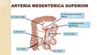 ARTERIA MESENTERICA SUPERIOR
A. MESENTERICA
SUPERIOR
A. Ileales
A. Cólica media
A. iliocòlica
A. yeyunales
A. cecales
A. Pancraeaticoduodenal
inferior
 