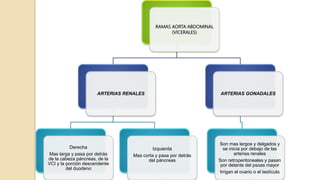 RAMAS AORTA ABDOMINAL
(VICERALES)
ARTERIAS RENALES
Derecha
Mas larga y pasa por detrás
de la cabeza páncreas, de la
VCI y la porción descendente
del duodeno
Izquierda
Mas corta y pasa por detrás
del páncreas
ARTERIAS GONADALES
Son mas largos y delgados y
se inicia por debajo de las
arterias renales
Son retroperitoneales y pasan
por delante del psoas mayor
Irrigan el ovario o el testículo
 