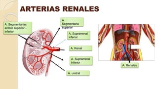 ARTERIAS RENALES
A. Suprarrenal
inferior
A. Renales
A. Renal
A. Suprarrenal
inferior
A.
Segmentaria
superior
A. uretral
A. Segmentarias
antero superior -
inferior
 