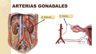 ARTERIAS GONADALES
A. Ovárica
A. Testicular
 