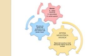 ARTERIA
MESENTÉRICA
INFERIOR
Nace de la aorta a nivel
del borde inferior de la III
lumbar
Situada por
detrás del
peritoneo en la
cara anterior del
psoas mayor
Ramas:
A. cólica
izquierda
A. sigmoideas
A. rectal superior
 