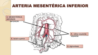 ARTERIA MESENTÉRICA INFERIOR
A. cólica
izquierda
A. rectal superior
A. sigmoideas
A.
MESENTÉRICA
INFERIOR
A. cólica izquierda
A. rectal superior
A. MESENTÉRICA
INFERIOR
 