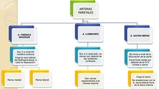 ARTERIAS
PARIETALES
A. FRÉNICA
INFERIOR
Son 2 a nivel XII
vertebra torácica
Irriga la cara inferior
del diafragma llevar a
cabo la respiración.
Rama medial Rama lateral
A. LUMBARES
Son 4 a cada lado, se
ubican por delante de
las vertebras
lumbares
Dan ramas
segmentarias a la
medula espinal
A. SACRA MEDIA
Se inicia a nivel de la
bifurcación de la aorta
Inicia línea media por
delante de la IV-V
lumbar y sacra
Irriga el sacro
Se anastomosa con la
A. sacra lateral rama
de la iliaca interna
 
