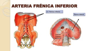 ARTERIA FRÉNICA INFERIOR
A. Frénica inferior
Rama lateral
 