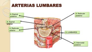 ARTERIAS LUMBARES
A. Radicular
posterior
A. Espinal
anterior
A. Radicular
anterior
A. Intercostal
posterior
A. Espinal
posterior
A. LUMBARES
AORT
A
 